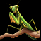serengeti sunset slot praying mantis symbol