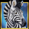 serengeti sunset slot zebra symbol