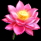triple pot gold slot lotus flower symbol