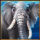 majestic megaways elephant symbol