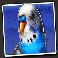 dumb and dumber route to riches budgie symbol