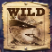jackrabbit jackpots wild poster wild symbol