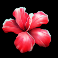 club tropicana happy hour slot flower symbol