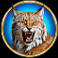 bison moon power combo slot lynx symbol