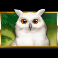 fairy dust slot owl symbol