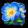 10 cash bisons flower symbol