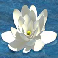 enchanted prince slot water lilly symbol
