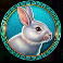 golden macaque rabbit symbol