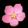 honey rush pink flower symbol