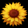 honey rush sunflower symbol