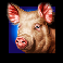 crazy goose pig symbol