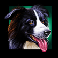 crazy goose sheepdog symbol