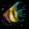 dolphins pearl deluxe 10 fish symbol