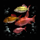 dolphins pearl deluxe 10 swarm symbol