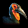 rumble rhino bird symbol