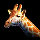 rumble rhino girrafe symbol