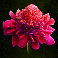 kongs temple slot flower symbol