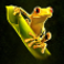 kongs temple slot frog symbol