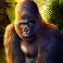 kongs temple slot wild symbol